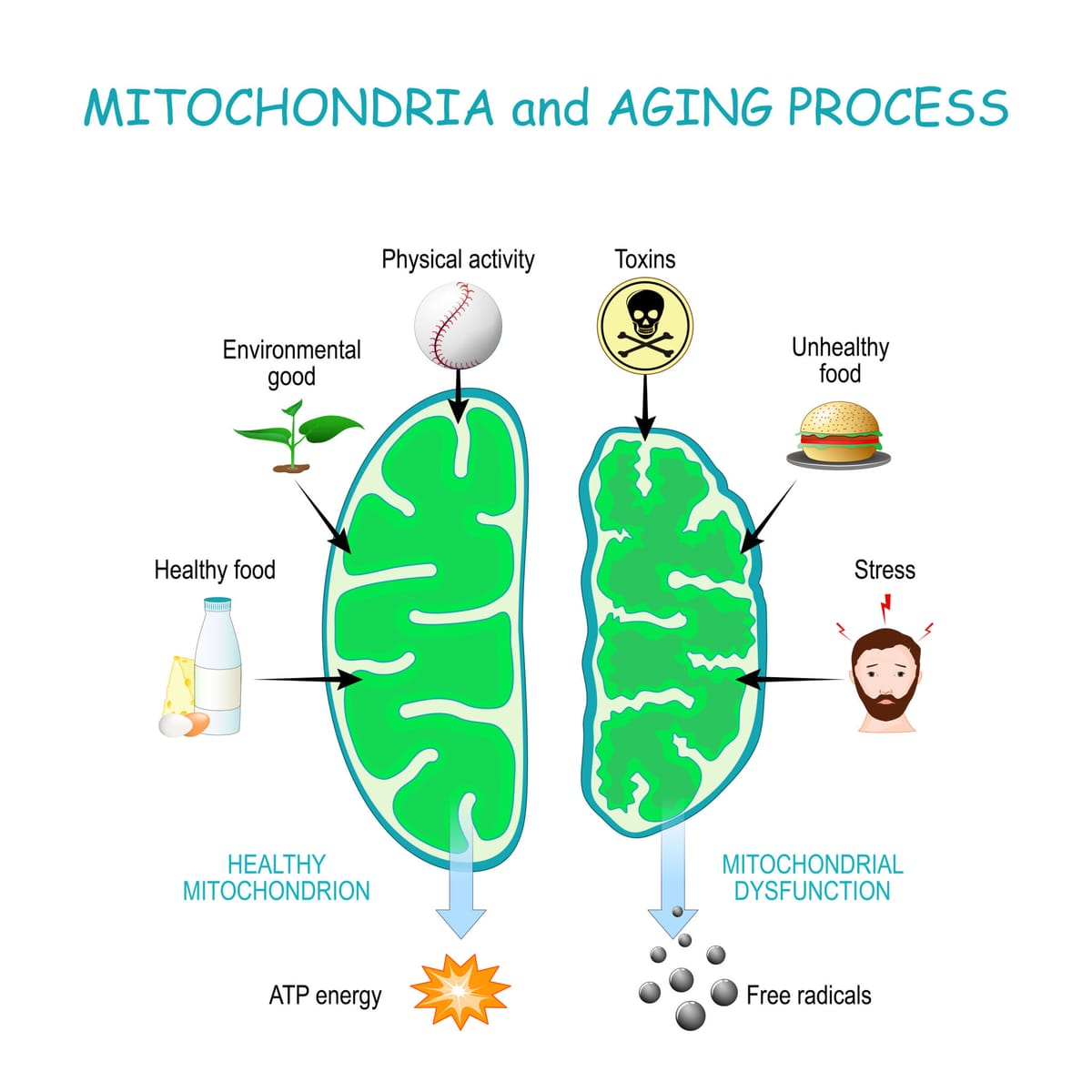 Longevity Peptide Stacks Explained: How Diab Longevity Uses Next Generation Mitochondrial and Metabolic Peptides for Healthy Aging